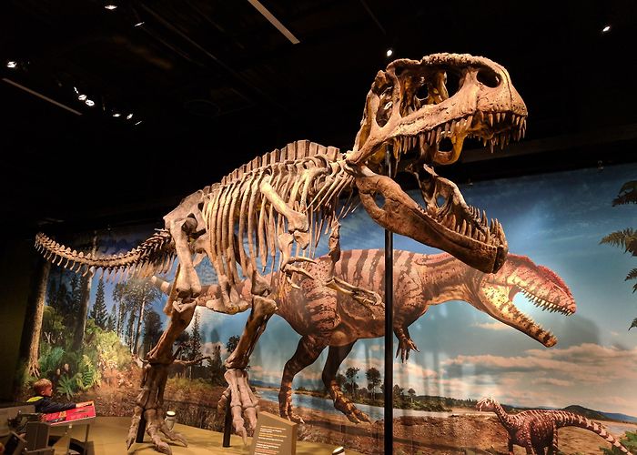 Denver Museum of Nature and Science photo