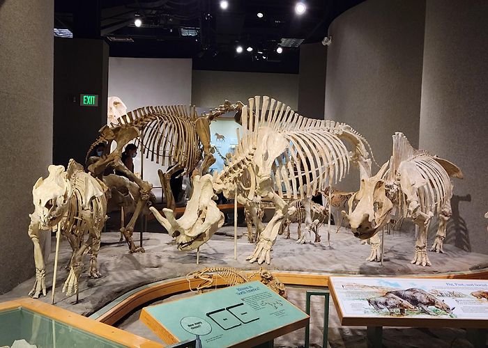 Denver Museum of Nature and Science photo