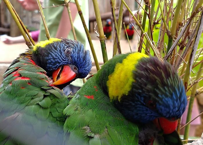 San Antonio Zoo and Aquarium photo