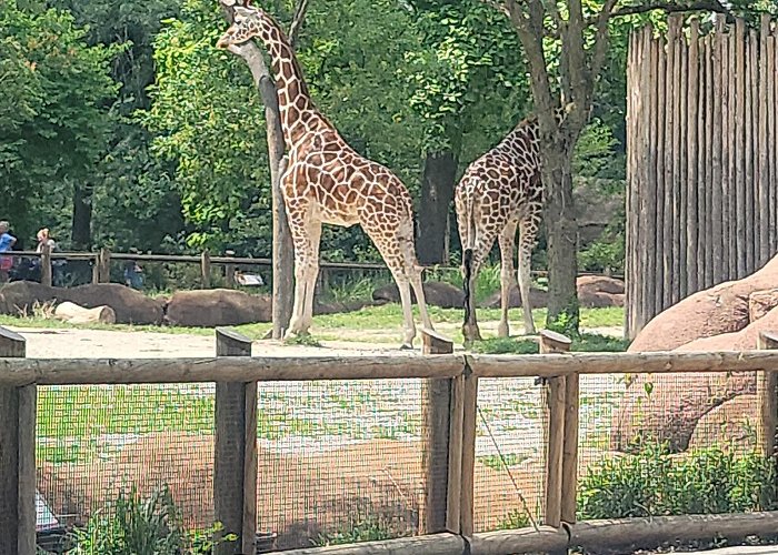 Saint Louis Zoo photo