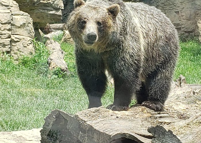 Saint Louis Zoo photo