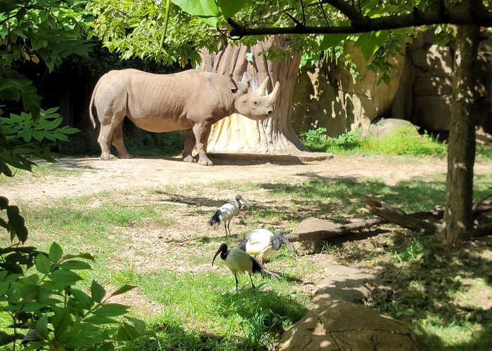 Saint Louis Zoo photo