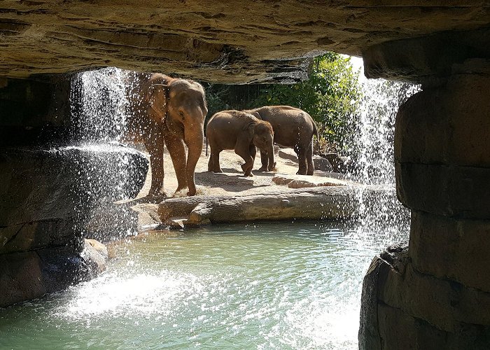 Saint Louis Zoo photo