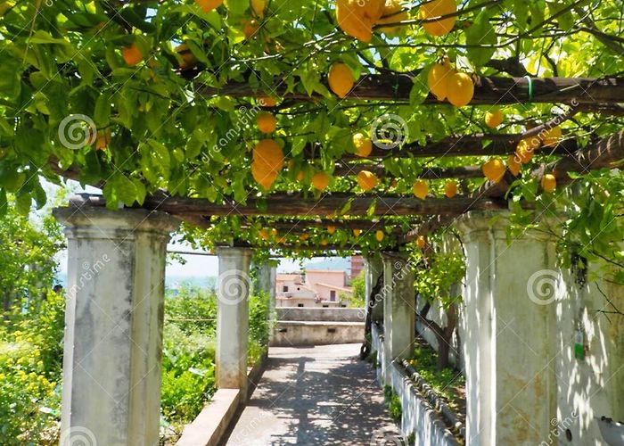 The Garden of Minerva The Minerva Garden of Salerno, a Botanical Garden Dedicated To the ... photo