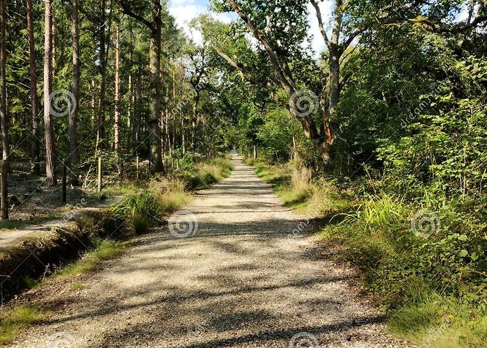 Bucklers Hard Forest Walk, Beaulieu, New Forest Stock Photo - Image of grass ... photo