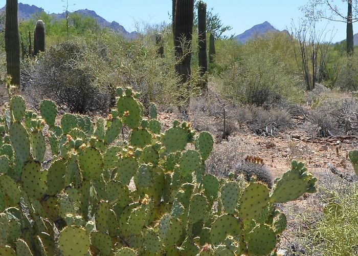 Arizona-Sonora Desert Museum Arizona-Sonora Desert Museum, Tucson, AZ Family Travel - Brie Brie ... photo