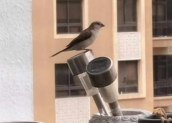 Armando de Salles Oliveira Stadium What's this bird : r/whatsthisbird photo