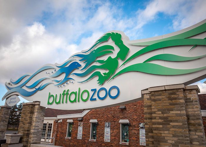 The Buffalo Zoo Buffalo Zoo to Welcome Guests Back on July 2, 2020 - Buffalo Zoo photo