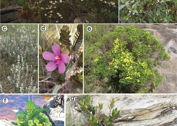 Santa Bárbara Hill Systematics of the Trembleya sensu stricto clade of Microlicia ... photo