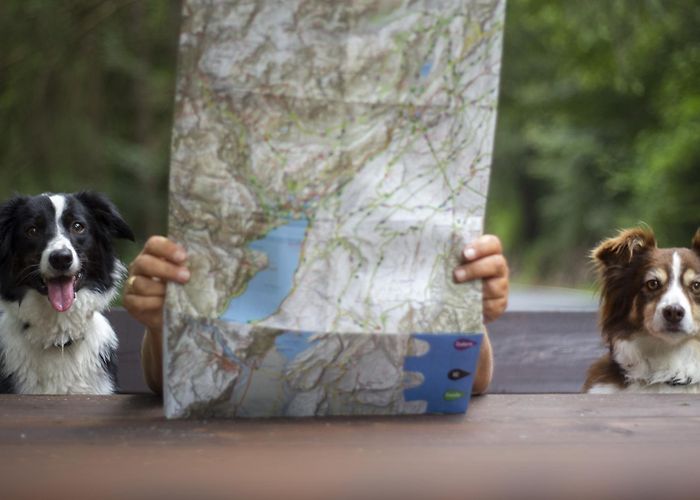 Prati di Gaggia - Paganella 2 On holiday with your dog in Dolomiti Paganella? No problem! photo