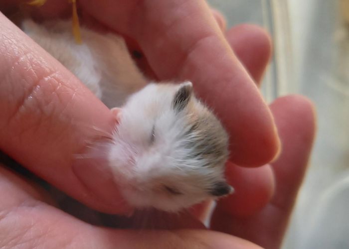 Euretco Expo Center roborovski | Doric Hamstery photo