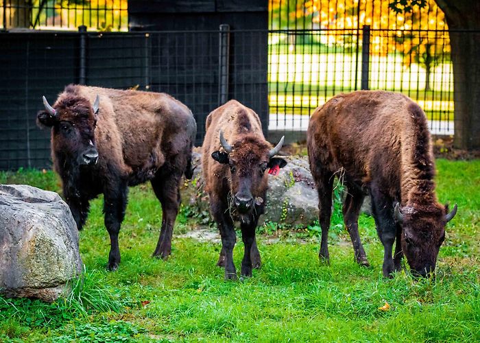 The Buffalo Zoo Welcome the New Bison of Buffalo! - Buffalo Zoo photo
