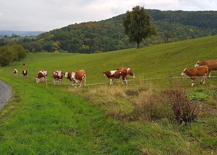 Pfedelbach photo