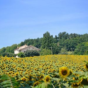 Le Piume B&B Cupramontana Exterior photo