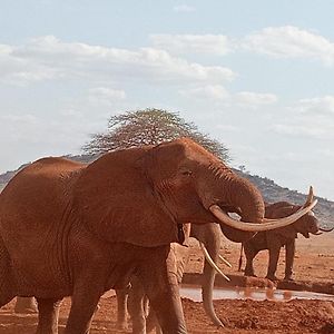 Tausa Tsavo Eco Lodge Voi Exterior photo